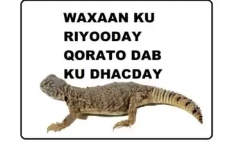 WAXAAN KU RIYOODAY QORATO DAB KU DHACDAY