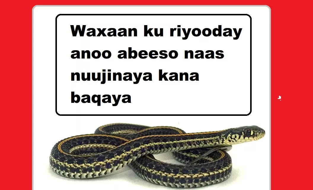 Waxaan ku riyooday anoo abeeso naas nuujinaya kana baqaya