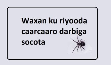 Waxan ku riyooda caarcaaro darbiga socota