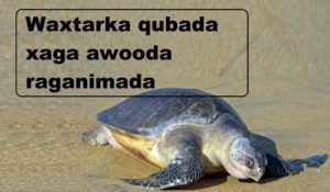 Waxtarka qubada xaga awooda raganimada