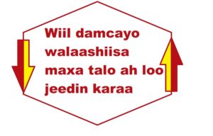 Wiil damcayo walaashiisa maxa talo ah loo jeedin karaa