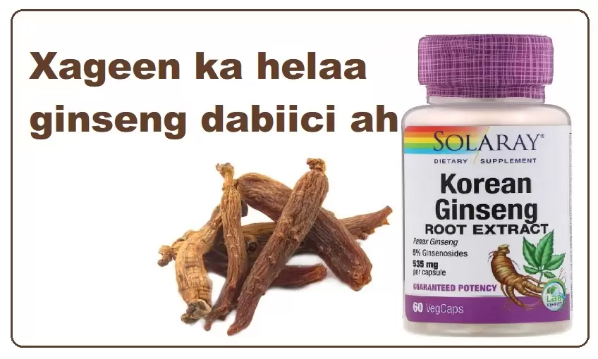 Xageen ka helaa ginseng dabiici ah
