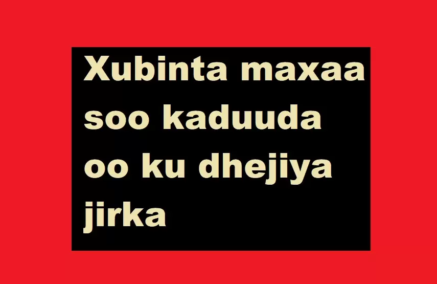 Xubinta maxaa soo kaduuda oo ku dhejiya jirka